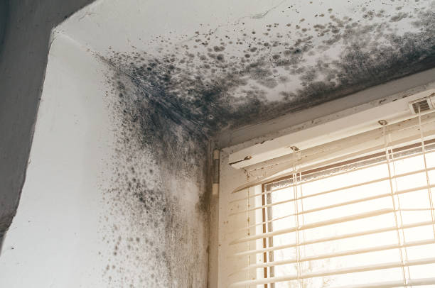 Affordable Mold Inspection And Testing solutions in Dysart, PA